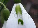 'Benhall Beauty'