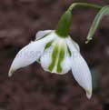 'Betty Hansel'