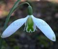 'Broadwell'