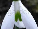 'Greenfields'