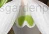Galanthus ikariae - not!