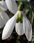 Imbolc