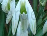 'Kildare'