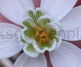 'Mrs. Thompson'