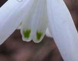 nivalis 'Angelique'