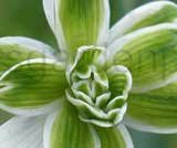 nivalis 'Blewbury Tart'