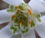 nivalis 'Floccon de Neige'