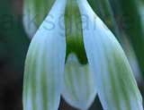 nivalis 'Greenish'