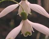 nivalis with long pedicels