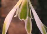 nivalis 'Margery Fish'