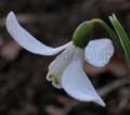 nivalis 'Pagoda'