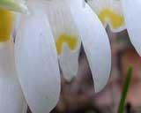 nivalis 'Ray Cobb'