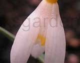 nivalis 'Sandersi'