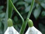 nivalis 'Sharlockii'
