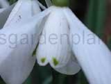 nivalis 'Snowball'