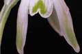 nivalis 'Walrus'