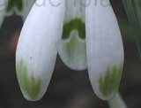 nivalis 'Warei'