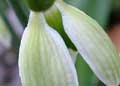 Galanthus plicatus 'Ann's Green Stripe'