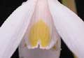 plicatus 'Bill Clarke'