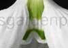 Galanthus plicatus unknown