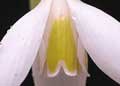 plicatus 'Wendy's Gold'