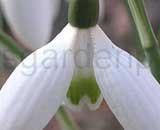 reginae-olgae 'Cambridge'