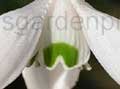 Galanthus rizehensis
