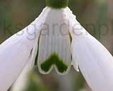 'The Linns'